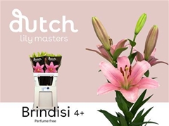 Li La Brindisi 85cm 45+
