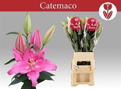 Li Or Catemaco 110cm 55+