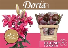 Li Or Du Rl Donna 85cm 55+