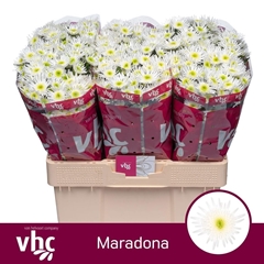 Chr S Maradona