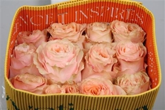 R Gr Princess Crown 60cm