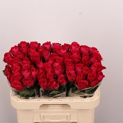 R Gr Madam Cerise