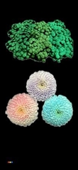 Chr S Mixed Glow In The Dark