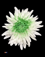 Chr G Ana White + Green
