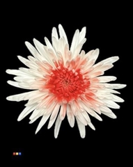 Chr G Ana White + Red