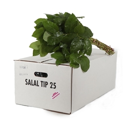 Gaultheria Shall Bs 40cm
