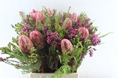 Protea Per Bunch 3 Punt 50cm