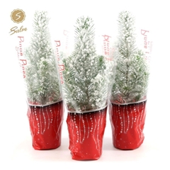 Pinus Silver Crest 11Ø 35cm