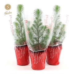 Pinus Silver Crest 10Ø 5cm 35