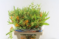 Ascl Tuberosa 50cm 33