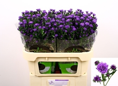 Ast Astee Dark Milka 70cm 25gram