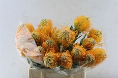 Leuco Jelena 40cm