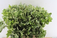 Pittosporum Ilan 45cm