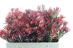 Leucad Sal Blush 50cm