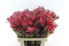 Leucad Sal Blush 60cm