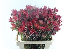 Leucad Sal Blush 60cm