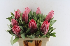 Protea Madiba 60cm