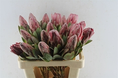 Protea Sharonet 60cm