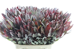 Leucad Safari Sunset 80cm