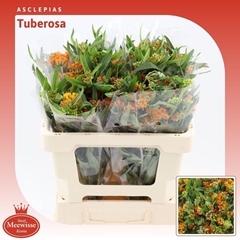 Ascl Tuberosa 50cm 23