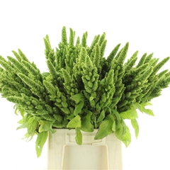 Amar Green Thumb 60cm