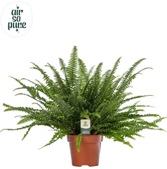 Nephr Ex Green Lady 17Ø 45cm