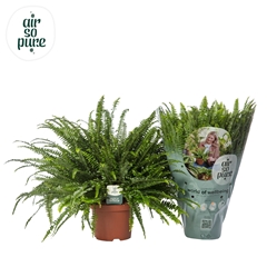 Nephr Ex Green Lady 19Ø 60cm