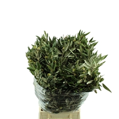 Quercus Ilex 60cm 300gram