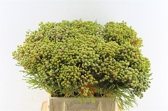 Berzelia Abrotanoide 40cm
