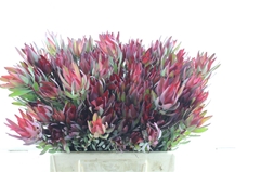 Leucad Sal Blush 40cm