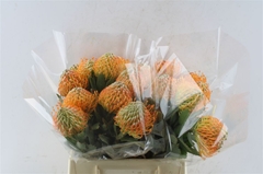 Leuco Soleil 40cm
