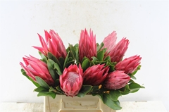 Protea Madiba 40cm