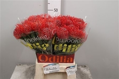 Leuco Ay Red Pepper 50cm