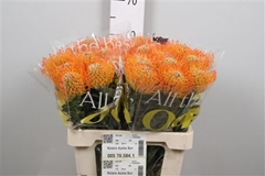 Leuco Ayoba Sun 60cm