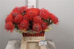 Leuco Crimson 50cm
