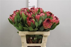 Protea Silvia 60cm