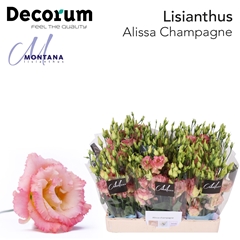 Eust G Alissa Champ 60cm