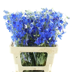 Delph En Volkerfried 40cm 23