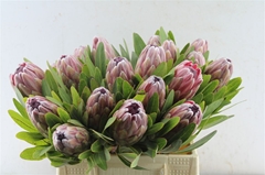 Protea Pink Ice 40cm