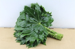 Fatsia Japonica Blad 50cm