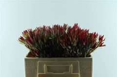Leucad Sal Blush 50cm