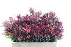 Leucad Sal Blush 50cm