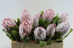 Protea Cynaroides 50cm
