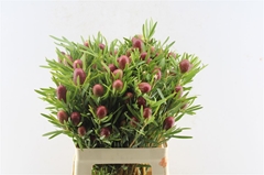 Leucad Red Gem 60cm