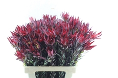 Leucad Sal Blush 60cm
