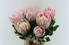 Protea Grande 70cm