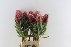 Protea Venus 70cm