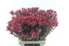 Leucad Sal Blush 70cm