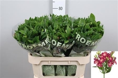 Alstr Fl Noa 75cm 20+