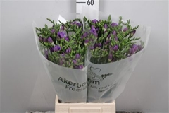 Fr En Indigo Beach 52cm 20gram 24